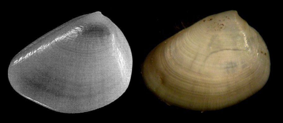 bivalve da classificare